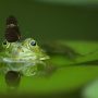 frog-540812_1920